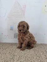 Sydney, a male Poodle - Miniature  for sale in Jenkins, MO – Photo 2 of 4