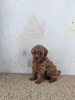 Sydney, a male Poodle - Miniature  for sale in Jenkins, MO – Photo 3 of 4
