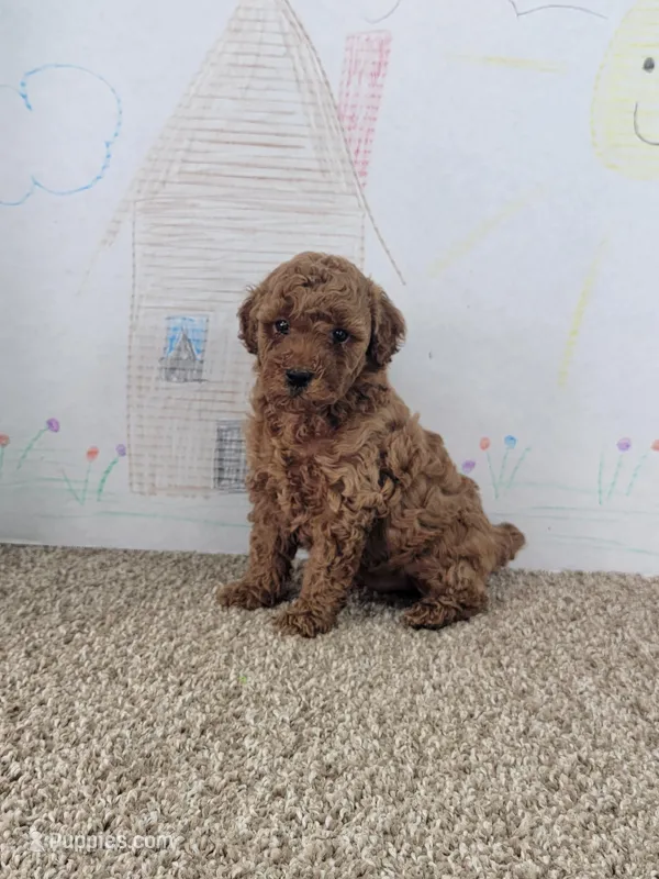 Sydney – Poodle - Miniature  puppy for sale in Jenkins, MO
