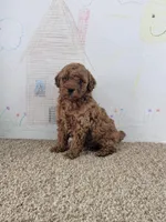 Sydney, a male Poodle - Miniature  for sale in Jenkins, MO – Photo 4 of 4