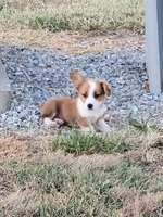Chief, a male Pembroke Welsh Corgi for sale in Jenkins, MO – 4 of 4