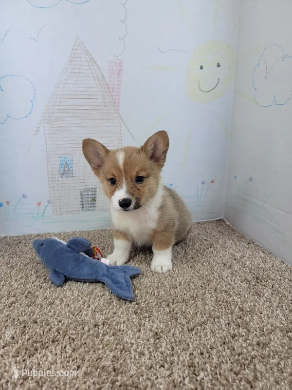 Cowboy – Pembroke Welsh Corgi puppy for sale in Jenkins, MO