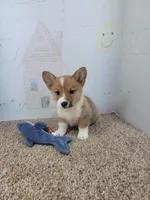 Cowboy, a male Pembroke Welsh Corgi for sale in Jenkins, MO – 1 of 4
