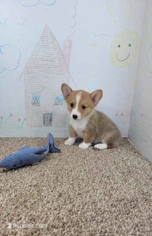 Jake – Pembroke Welsh Corgi puppy for sale in Jenkins, MO