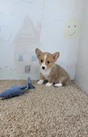 Jake, a male Pembroke Welsh Corgi for sale in Jenkins, MO – 1 of 4