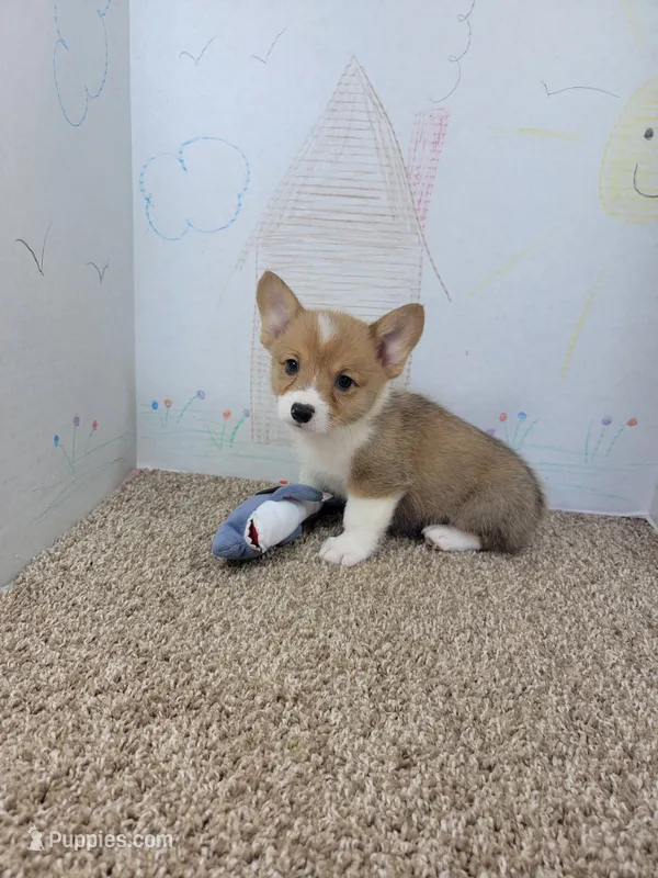 Bentley – Pembroke Welsh Corgi puppy for sale in Jenkins, MO