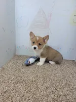 Bentley, a male Pembroke Welsh Corgi for sale in Jenkins, MO – 1 of 4