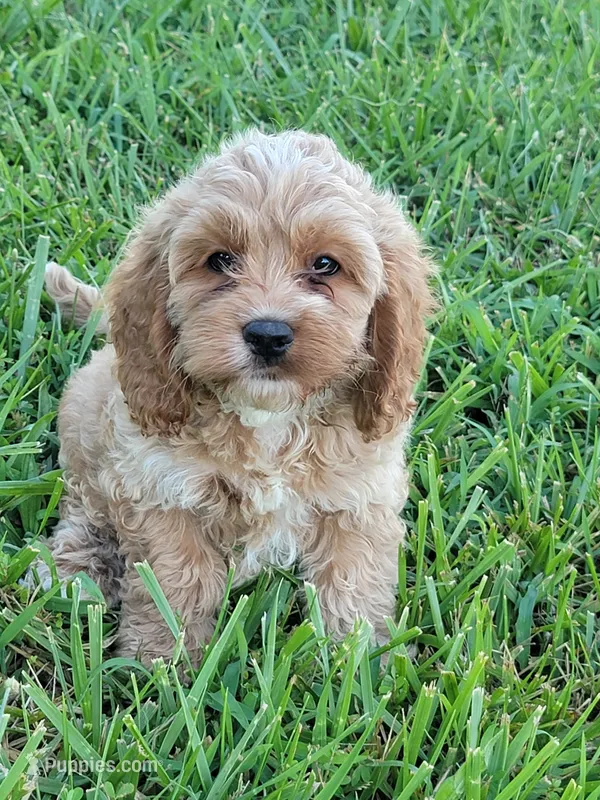 Buster – Cockapoo puppy for sale in Jenkins, MO