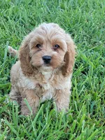 Buster, a male Cockapoo for sale in Jenkins, MO – 1 of 3