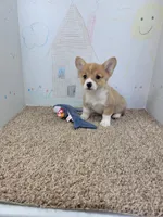 Missy, a female Pembroke Welsh Corgi for sale in Jenkins, MO – 2 of 3