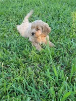 Winston, a male Cockapoo for sale in Jenkins, MO – 4 of 4