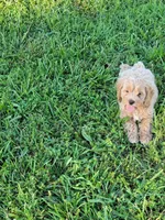 Max, a male Cockapoo for sale in Jenkins, MO – 4 of 4