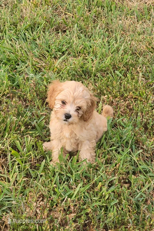 Abby – Cockapoo puppy for sale in Jenkins, MO