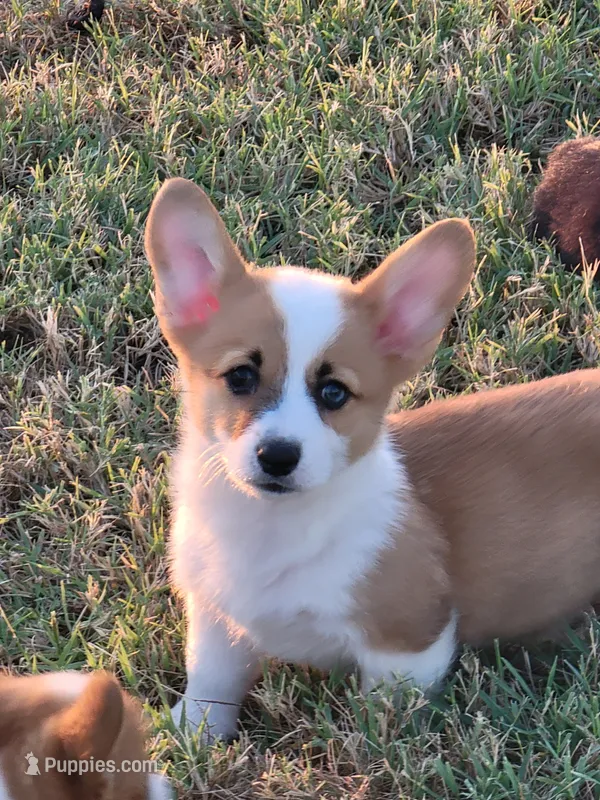 Jessie – Pembroke Welsh Corgi puppy for sale in Jenkins, MO