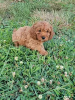 Toby, a male Cockapoo for sale in Jenkins, MO – 4 of 4