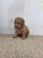 Bam Bam, a male Poodle - Miniature  for sale in Jenkins, MO – Photo 4 of 5