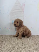Bam Bam, a male Poodle - Miniature  for sale in Jenkins, MO – Photo 5 of 5