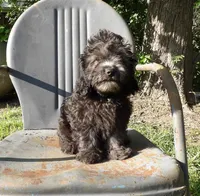 Noodle, a male Cockapoo for sale in Jenkins, MO – Photo 1 of 6