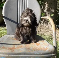 Noodle, a male Cockapoo for sale in Jenkins, MO – Photo 4 of 6