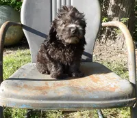 Noodle, a male Cockapoo for sale in Jenkins, MO – Photo 3 of 6