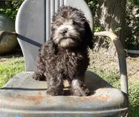 Noodle, a male Cockapoo for sale in Jenkins, MO – Photo 6 of 6