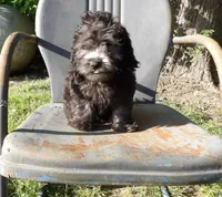 Noodle, a male Cockapoo for sale in Jenkins, MO – Photo 2 of 6
