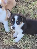 Scout, a female Pembroke Welsh Corgi for sale in Jenkins, MO – 2 of 5
