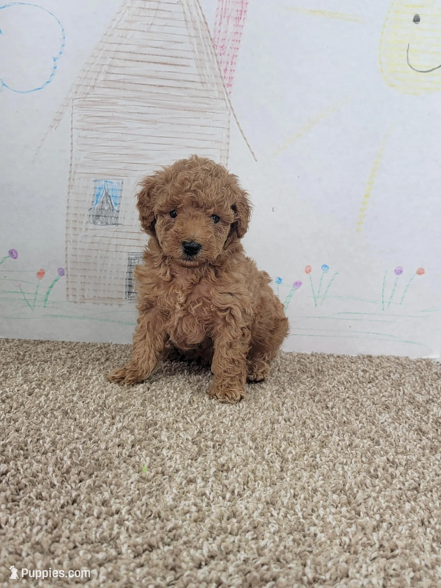 Bam Bam – Poodle - Miniature  puppy for sale in Jenkins, MO