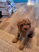 Toby, a male Cockapoo for sale in Jenkins, MO – 2 of 4