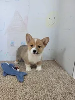 Cowboy, a male Pembroke Welsh Corgi for sale in Jenkins, MO – 4 of 4
