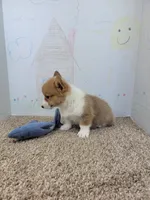 Copper, a male Pembroke Welsh Corgi for sale in Jenkins, MO – 2 of 4