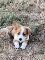 Chief, a male Pembroke Welsh Corgi for sale in Jenkins, MO – 3 of 4
