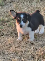 Scout, a female Pembroke Welsh Corgi for sale in Jenkins, MO – 5 of 5