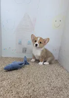 Jake, a male Pembroke Welsh Corgi for sale in Jenkins, MO – 2 of 4
