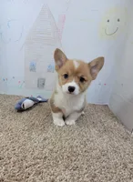 Bentley, a male Pembroke Welsh Corgi for sale in Jenkins, MO – 3 of 4