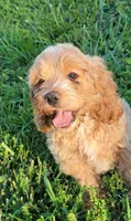 Bentley , a male Cockapoo for sale in Jenkins, MO – 2 of 4