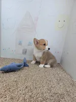 Jake, a male Pembroke Welsh Corgi for sale in Jenkins, MO – 3 of 4