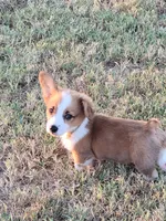 Jessie, a male Pembroke Welsh Corgi for sale in Jenkins, MO – 5 of 5