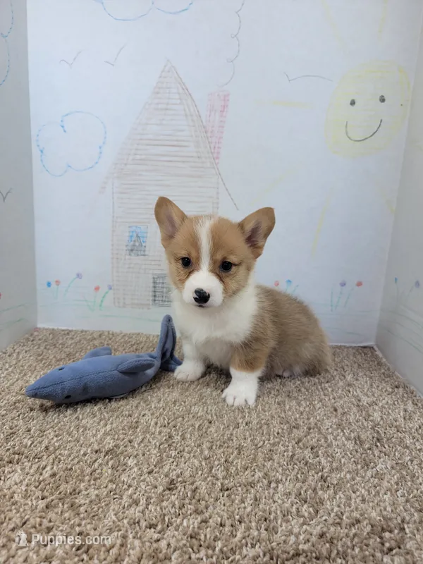 Copper – Pembroke Welsh Corgi puppy for sale in Jenkins, MO