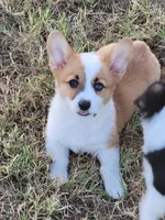 Jessie, a male Pembroke Welsh Corgi for sale in Jenkins, MO – 3 of 5