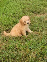 Millie, a female Cockapoo for sale in Jenkins, MO – 5 of 5