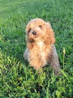 Bentley , a male Cockapoo for sale in Jenkins, MO – 3 of 4