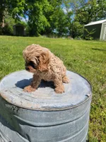Teddy, a male Cockapoo for sale in Jenkins, MO – 3 of 4