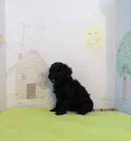 Pippin, a female Cockapoo for sale in Jenkins, MO – Photo 2 of 4