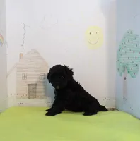 Pippin, a female Cockapoo for sale in Jenkins, MO – Photo 4 of 4