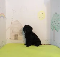 Pippin, a female Cockapoo for sale in Jenkins, MO – Photo 3 of 4