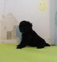 Pippin, a female Cockapoo for sale in Jenkins, MO – Photo 1 of 4