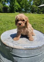 Teddy, a male Cockapoo for sale in Jenkins, MO – 2 of 4