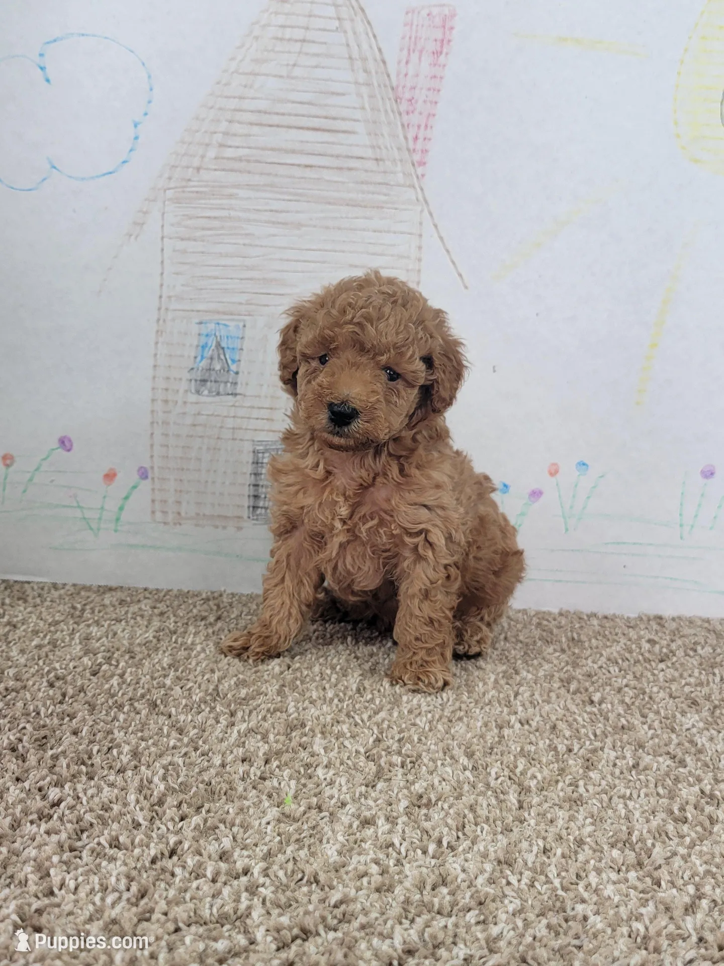 Bam Bam, a male Poodle - Miniature  for sale in Jenkins, MO – Photo 3 of 5