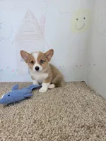 Brady, a male Pembroke Welsh Corgi for sale in Jenkins, MO – 4 of 4